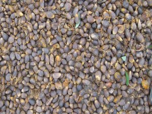 500 tonnes de noix de palmistes à vendre