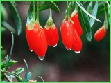 Organic goji berry/wolfberry