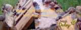 Escargot de Bourgogne - Helix pomatia