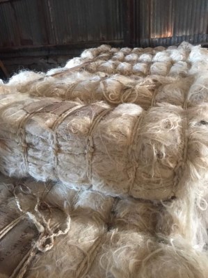 100% naturel Sisal fibre à vendre