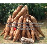 Plus de 30000 tonnes de manioc doux et amer en vente depuis La cote d'ivoire