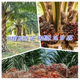 Plantation de palmier à Vendre à Grand-lahou en côte d'Ivoire