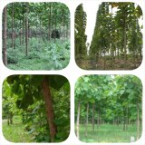 Plusieurs plants de teck dans des champs à vendre en côte d'Ivoire