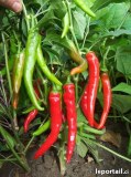 Vente de piment bec d'oiseau