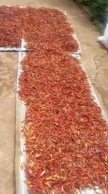 Vente piment bec d'oiseau