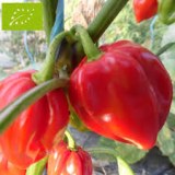 Recherche acheteur de piment bio( poivron rouge,habanero rouge,sweet banana,jalapeno)