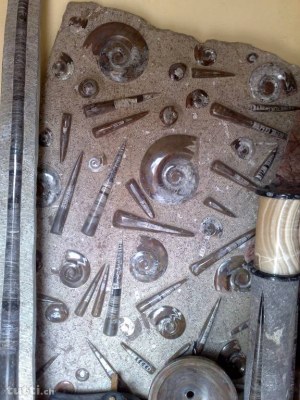 Décoration,carrelage en marbre fossilisé