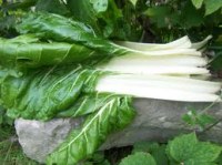 VENTE DU POIRÉE / VENTE DU BLETTE