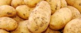 Pommes de terre de la Tunisie