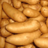 Offre pour exportation produits agricole algerie