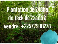 Vente de plantations de Teck de 248ha en côte d'Ivoire