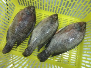 Frozen Tilapia WGS