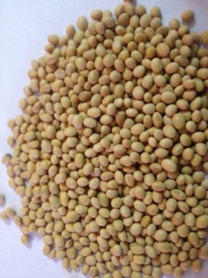 Fournisseurs des graines de soja Non-OGM