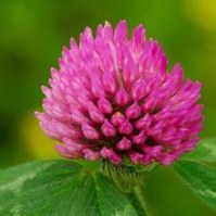 Red Clover Extract