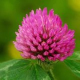 Red Clover Extract