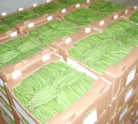 Haricots Verts