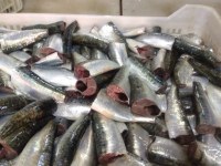 Sardine HGT (sardina pilchardus)