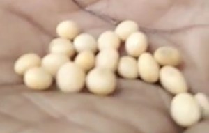 Soja vanné dans des sacs de 50kg