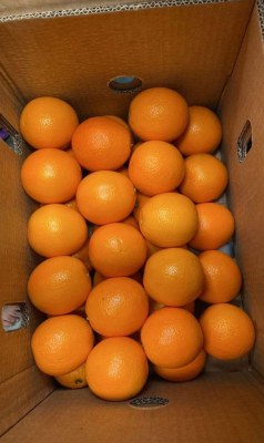 Export fruits légumes