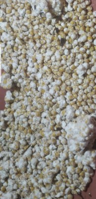 Vente semences de champignons