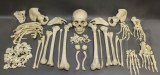 Crânes humains réels, des squelettes humains et des ossements humains individuels, pour la vente.