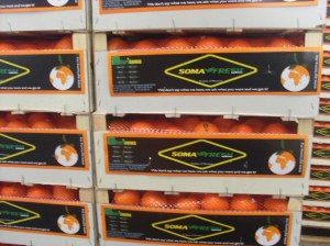 Export des légumes et fruits MAROC