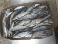 Sardine.sardinelle