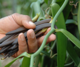 La Vanille de TAHITI