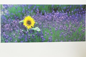 C011 IMAGE DU SUD - LA PROVENCE : Lot de 25 cartes postales panoramique