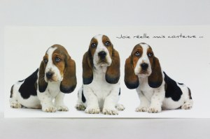 C023 CHIENS - JOIE RÉELLE MAIS CONTENUE : Lot de 25 cartes postales panoramique