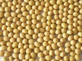 Vietnam soya bean good price skype: visimex02