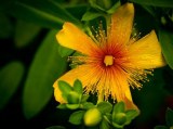 St John Wort Extract