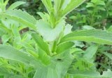 Stevia Extract