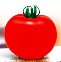 T43 HONGRUI énorme hybird fruits rouges f1 graines de tomates à vendre
