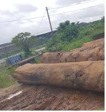 African wood logs for sale