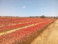 Tomates séchées au soleil 1er choix