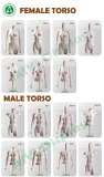 Plastic female torso 1/2,3/4,with head,without head mannequin torso