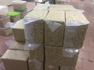 Noix d'acajou d'écortique