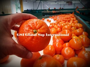 CLEMENTINE NADORCOTT