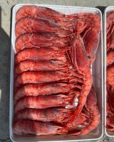 Crevette rouge (Aristaeomorpha foliacea)