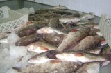 Offre vente des poissons