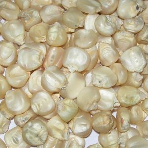 Maïs blanc de qualité supérieure pour homme à vendre