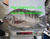 Sell Frozen Tilapia Whole Round
