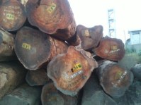 Hard Wood Timber,Lumber and Logs