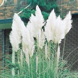 Woolly Grass-White P.E. (sales07@nutra-max.com)