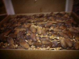 À vendre 5 palettes de dattes DEGLET NOUR