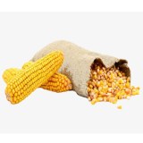 Non gmo yellow corn for animal feed