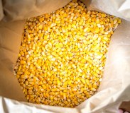 Maïs/maïs jaune non OGM de qualité supérieure pour la consommation humaine