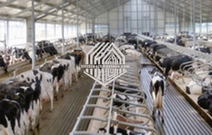 Maison de vache de structure métallique avec du CE en Chine à vendre